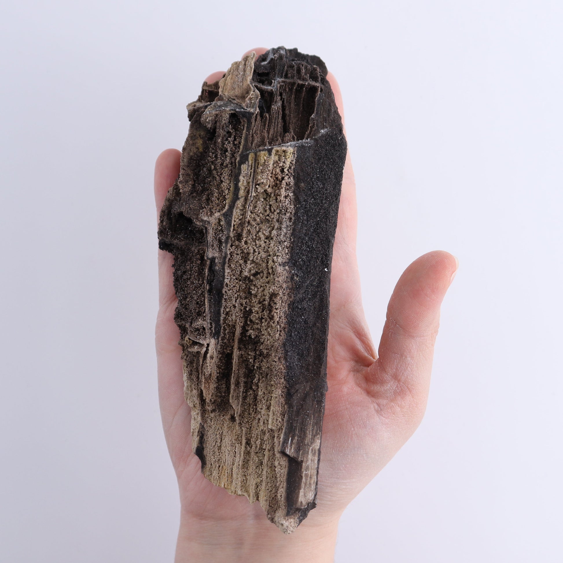 Permineralized Wood Flat of 8 - Expert Wholesale and Supplier of Wholesale Crystals & Bulk Gemstones, ["Indonesia","Permineralized Wood"]