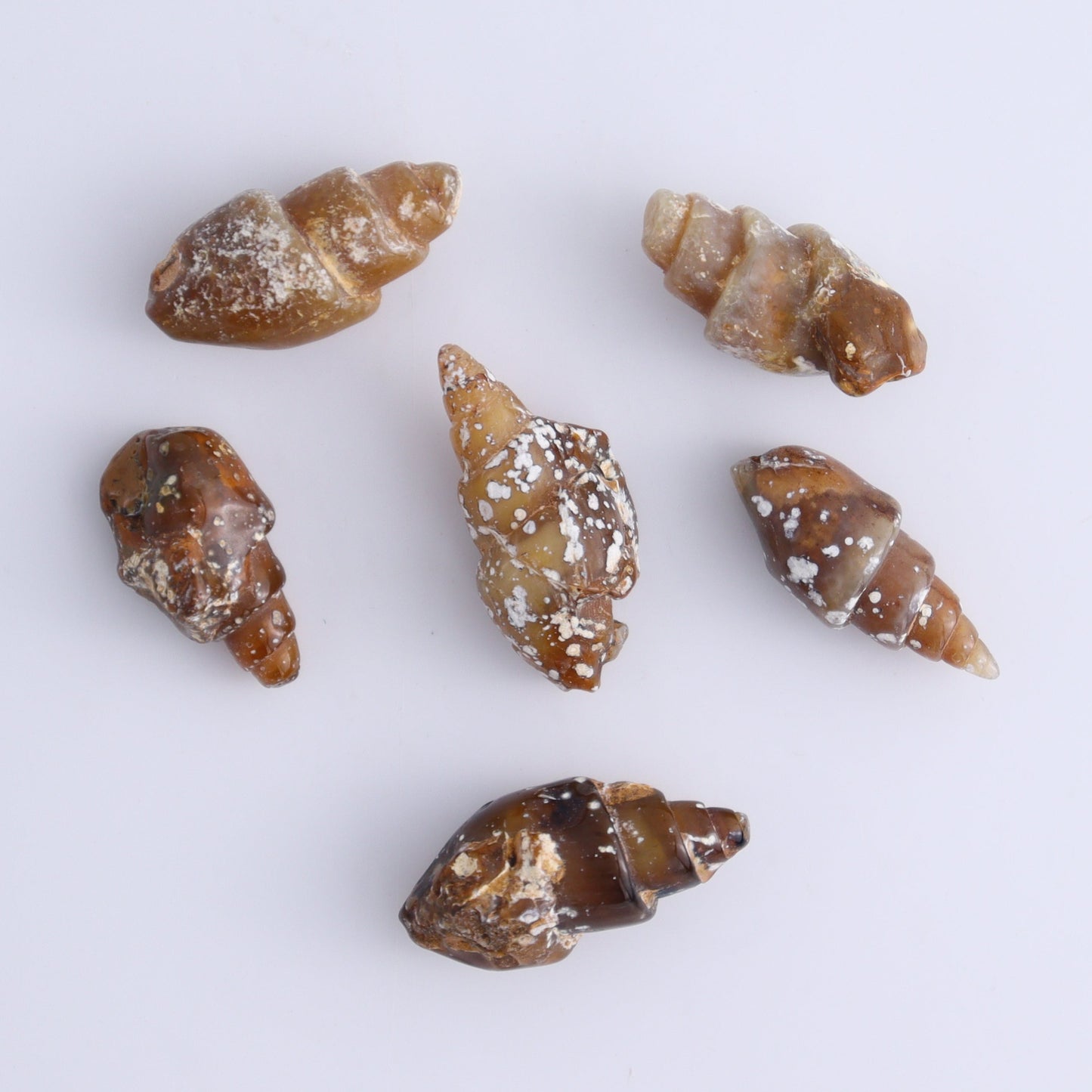 Agate-Replaced Shells Flat of 54 - Expert Wholesale and Supplier of Wholesale Crystals & Bulk Gemstones, ["Agate","Agate Shells","Morocco","shell","shells"]