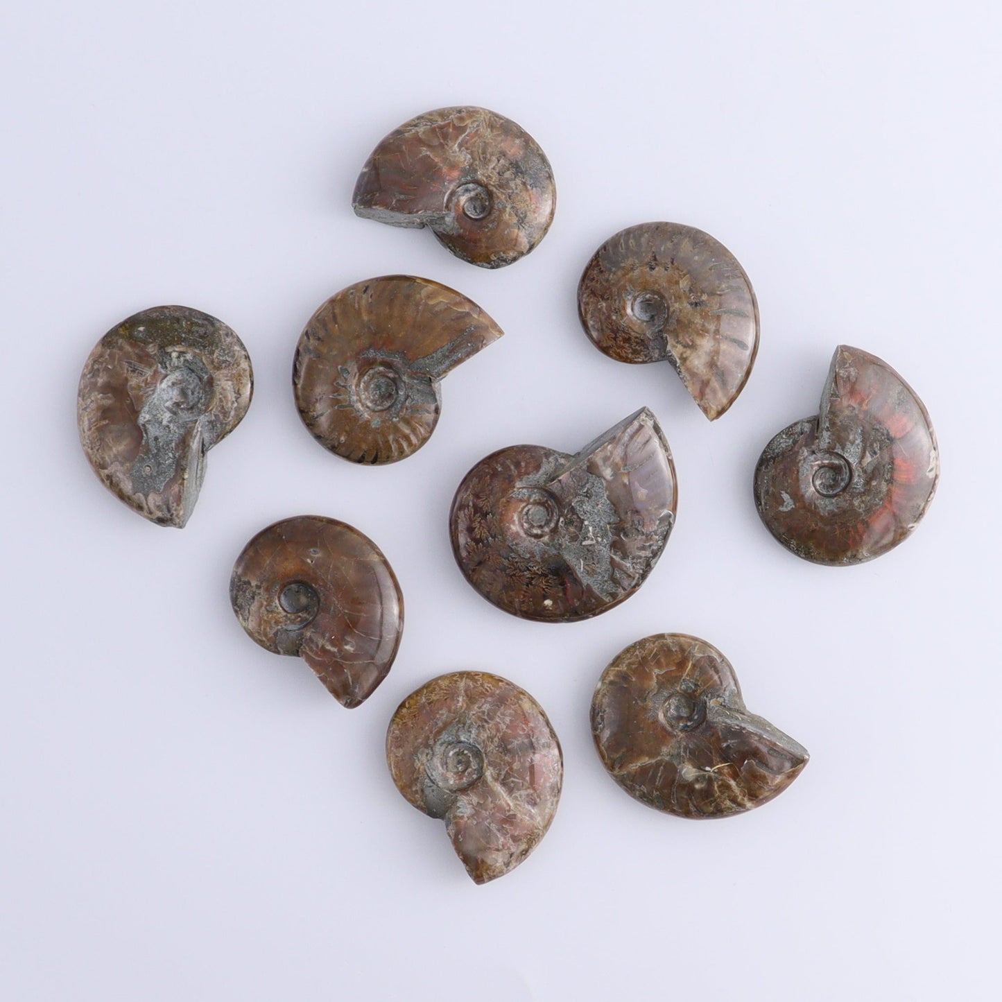 Red Opalized Ammonite Shells Set of 27 - Expert Wholesale and Supplier of Wholesale Crystals & Bulk Gemstones, ["Ammonite","Red Opal","shells"]