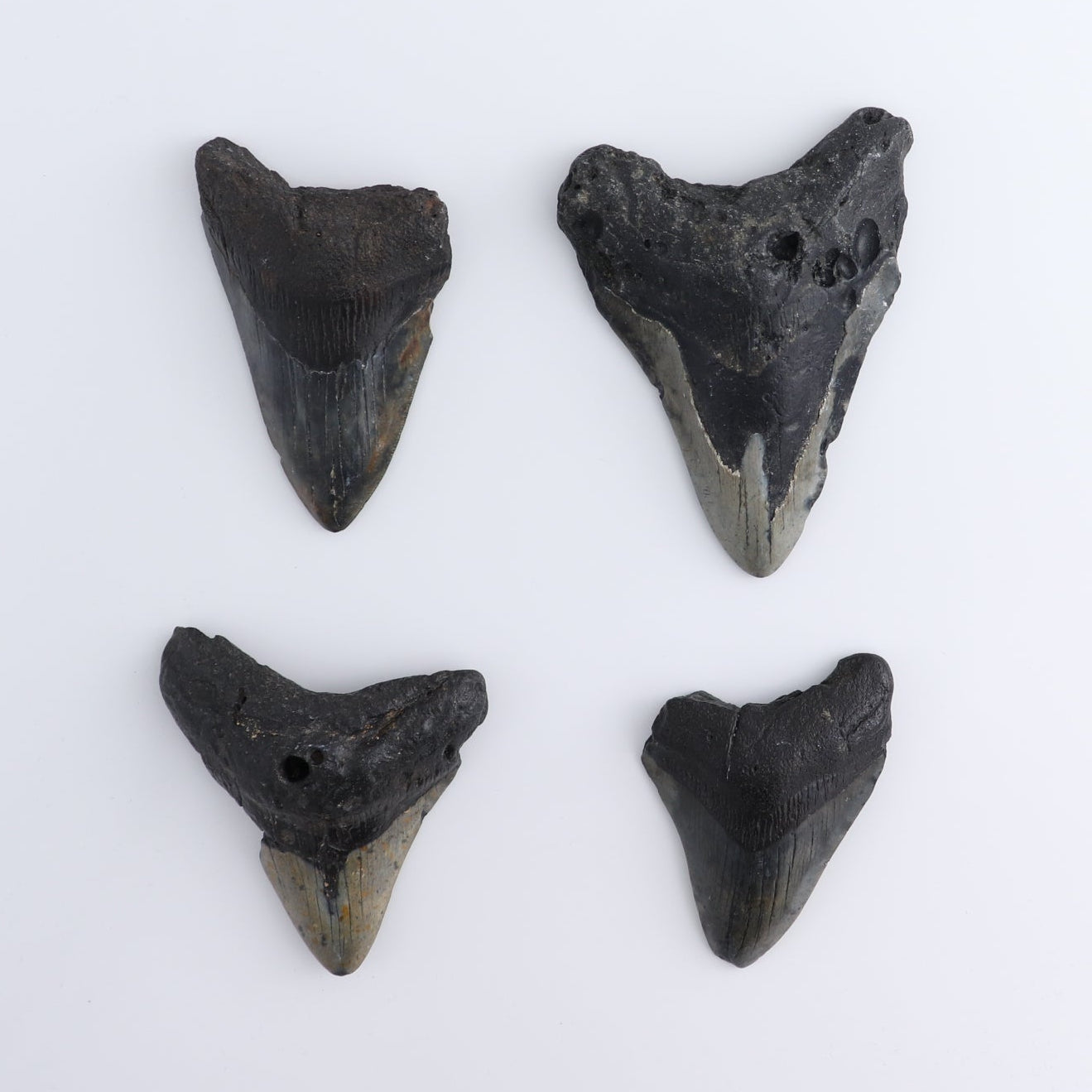 Megalodon Teeth Set of 4