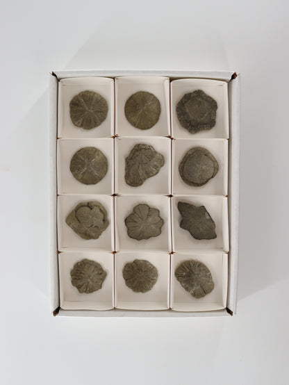 Pyrite Slices and Slabs Set of 12 - Expert Wholesale and Supplier of Wholesale Crystals & Bulk Gemstones, []