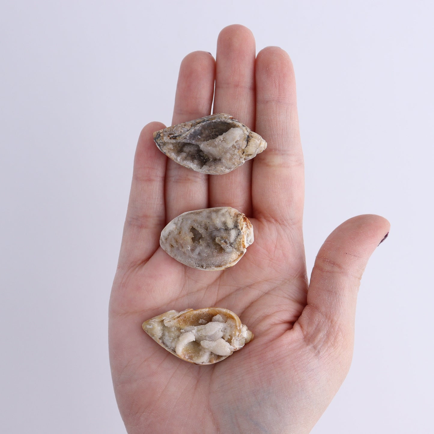 Crystalized Shells Set of 24 - Expert Wholesale and Supplier of Wholesale Crystals & Bulk Gemstones, ["Crystalized Shell","India","shell","shells"]