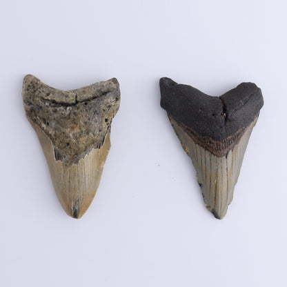 Megalodon Teeth Set of 2 - Expert Wholesale and Supplier of Wholesale Crystals & Bulk Gemstones, ["Megalodon Teeth","United States"]
