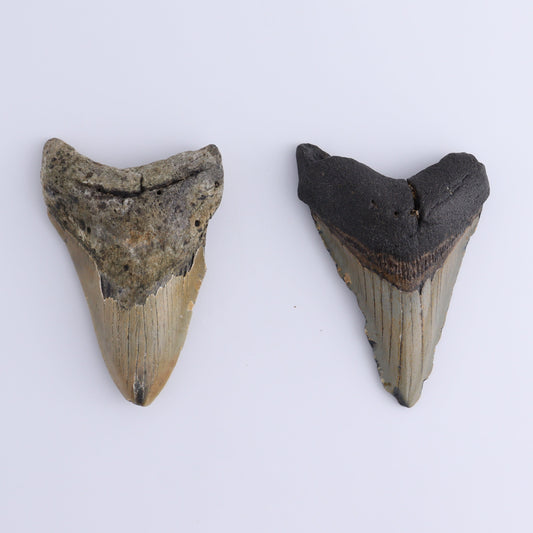 Megalodon Teeth Set of 2 - Expert Wholesale and Supplier of Wholesale Crystals & Bulk Gemstones, ["Megalodon Teeth","United States"]