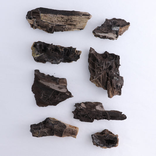 Permineralized Wood Flat of 8