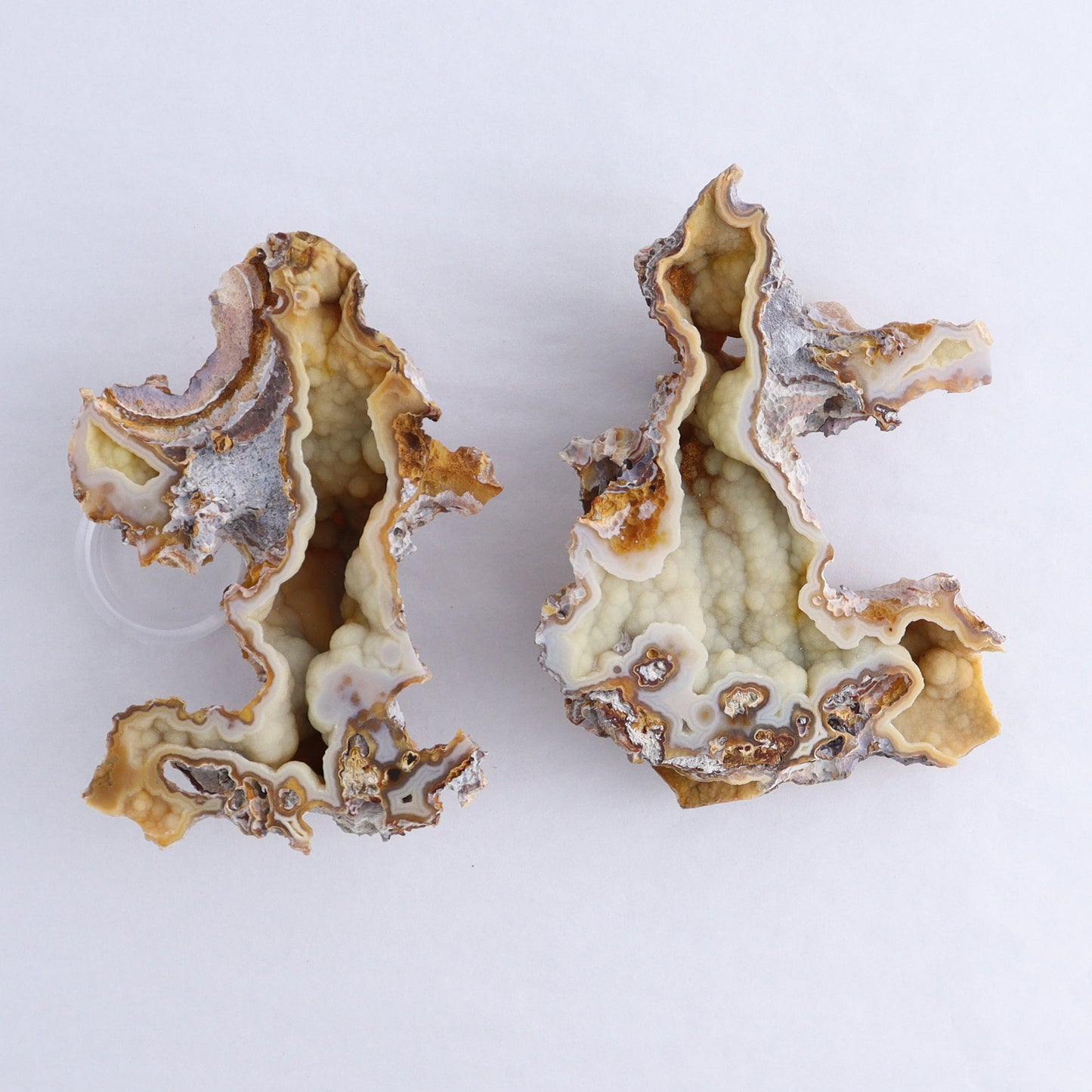 Agatized Coral Flat - Expert Wholesale and Supplier of Wholesale Crystals & Bulk Gemstones, ["Agate","Agatized Coral","Coral","United States"]
