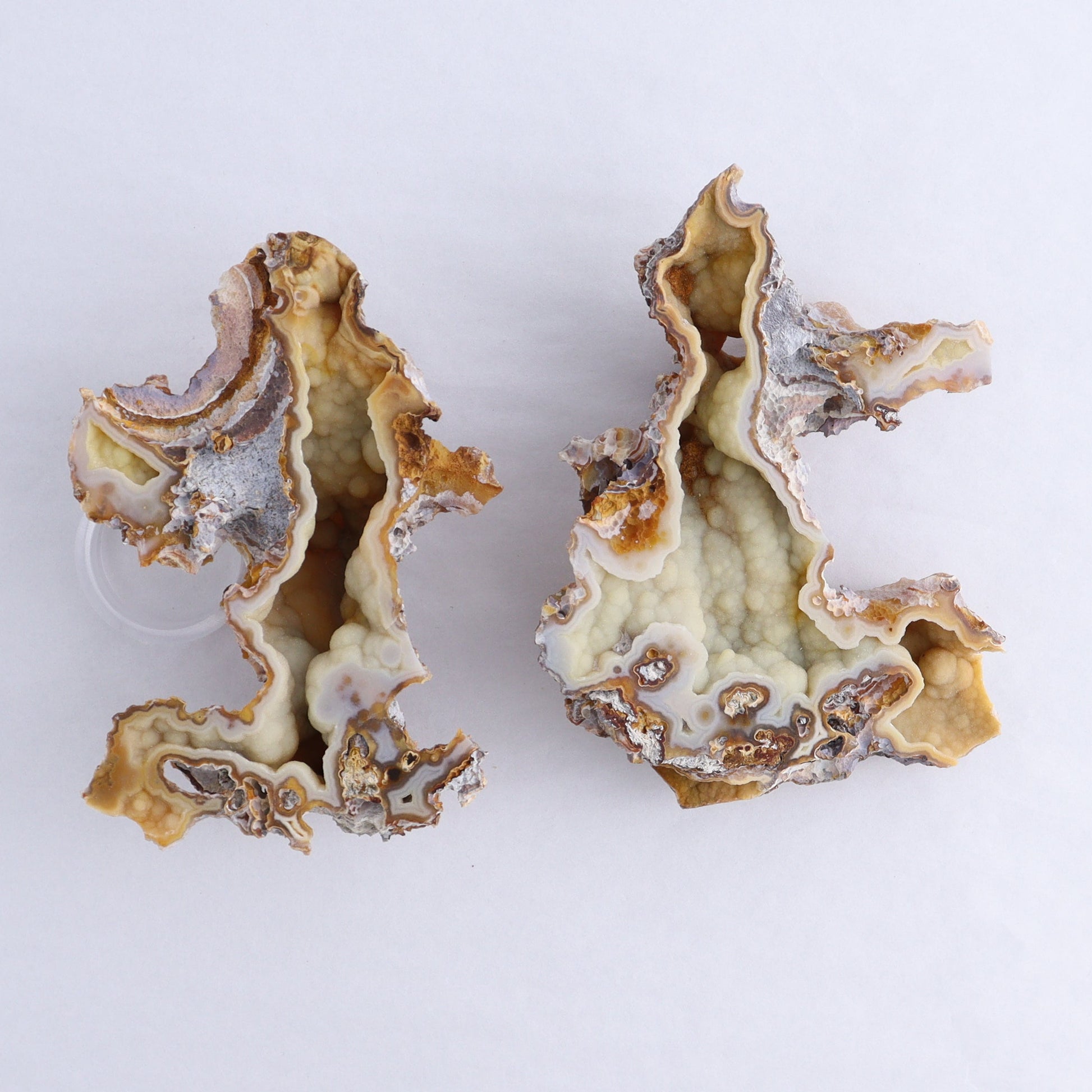 Agatized Coral Flat - Expert Wholesale and Supplier of Wholesale Crystals & Bulk Gemstones, ["Agate","Agatized Coral","Coral","United States"]