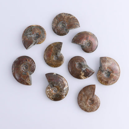 Red Opalized Ammonite Shells Set of 27 - Expert Wholesale and Supplier of Wholesale Crystals & Bulk Gemstones, ["Ammonite","Red Opal","shells"]