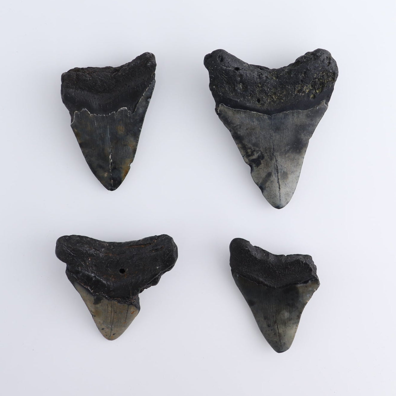 Megalodon Teeth Set of 4