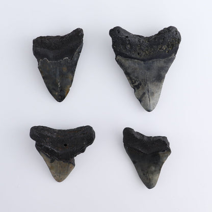 Megalodon Teeth Set of 4