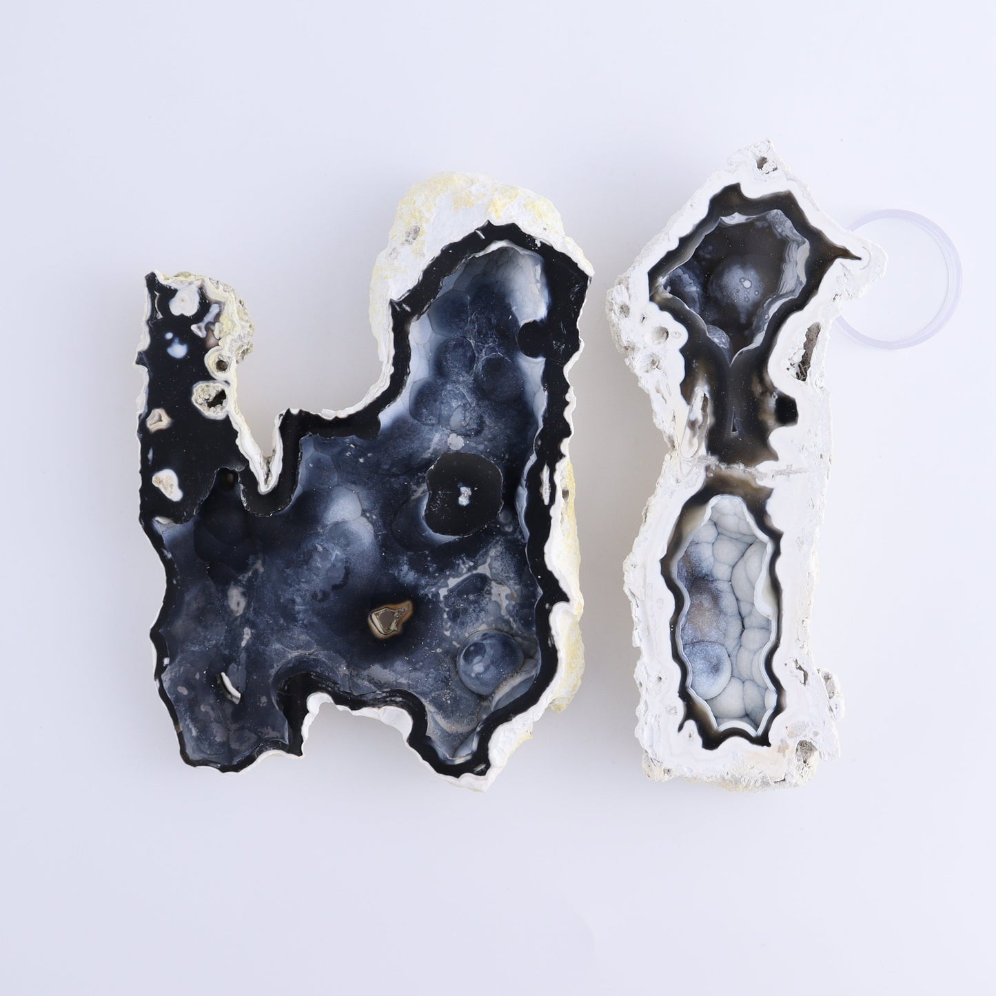 Agatized Coral Flat - Expert Wholesale and Supplier of Wholesale Crystals & Bulk Gemstones, ["Agate","Agatized Coral","Coral","United States"]