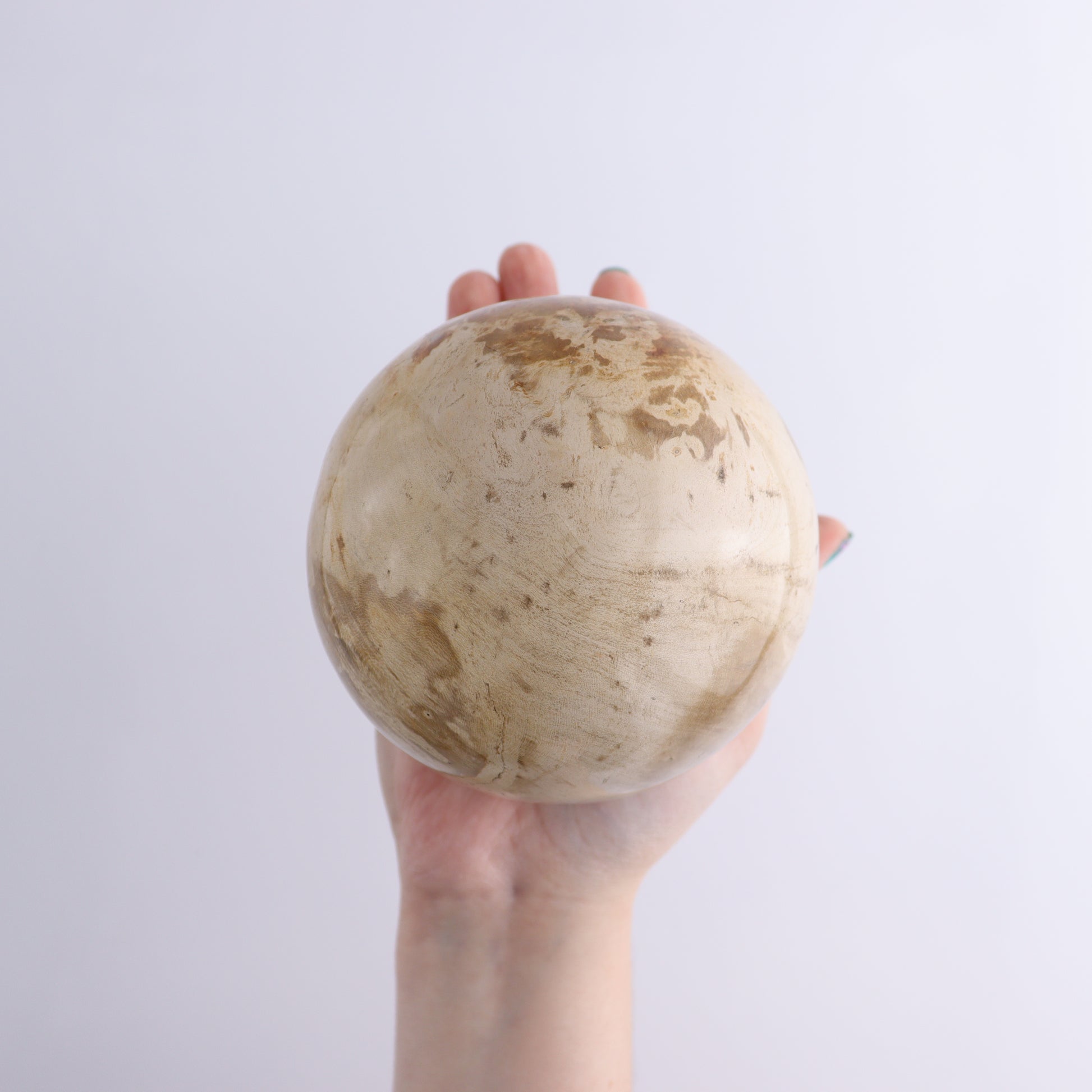 Petrified Wood Spheres Set of 2 - Expert Wholesale and Supplier of Wholesale Crystals & Bulk Gemstones, ["Indonesia","Petrified Wood","Spheres"]