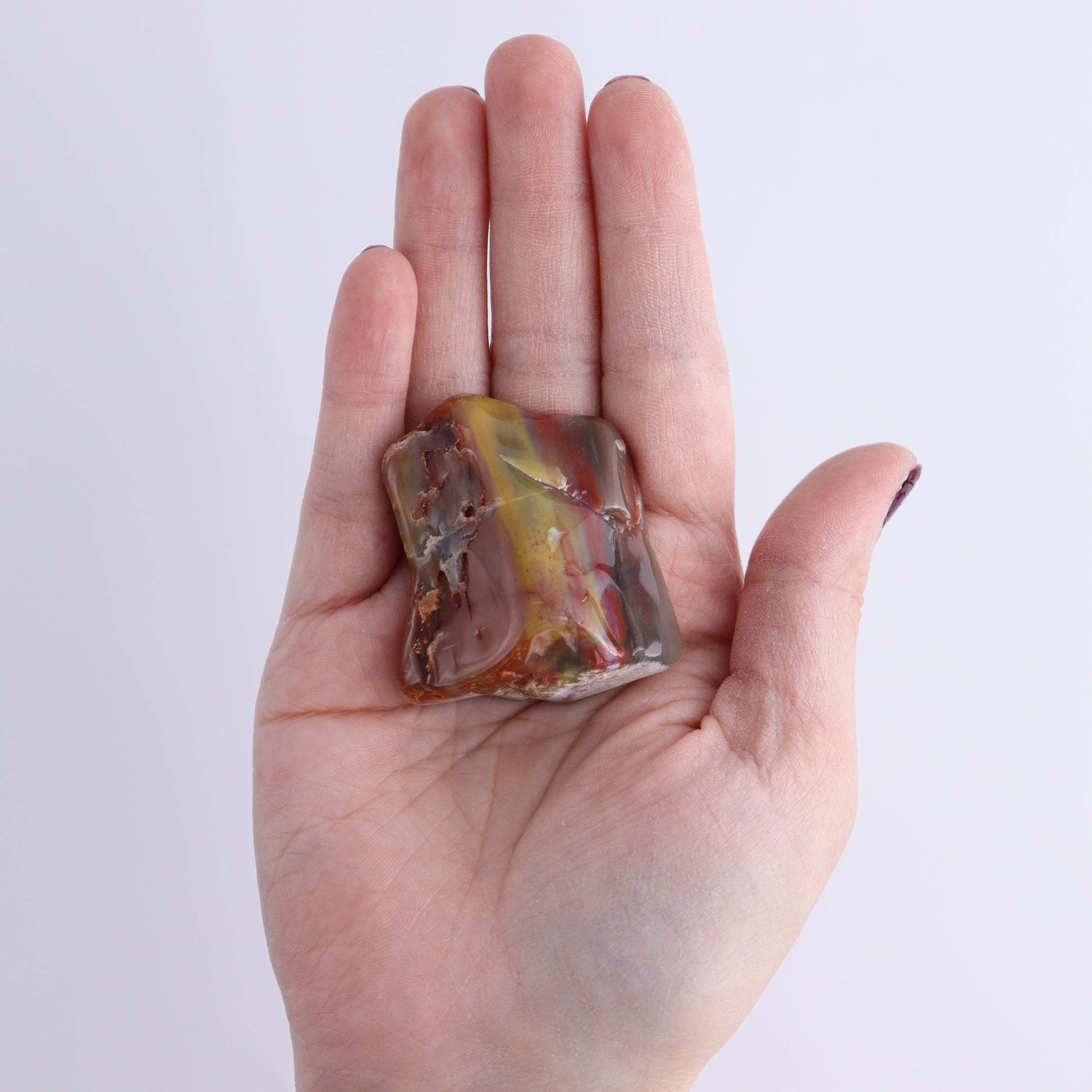 Arizona Petrified Wood Set of 35 - Expert Wholesale and Supplier of Wholesale Crystals & Bulk Gemstones, Arizona Petrified Wood, Freeform, Freeforms, Petrified Wood, United States