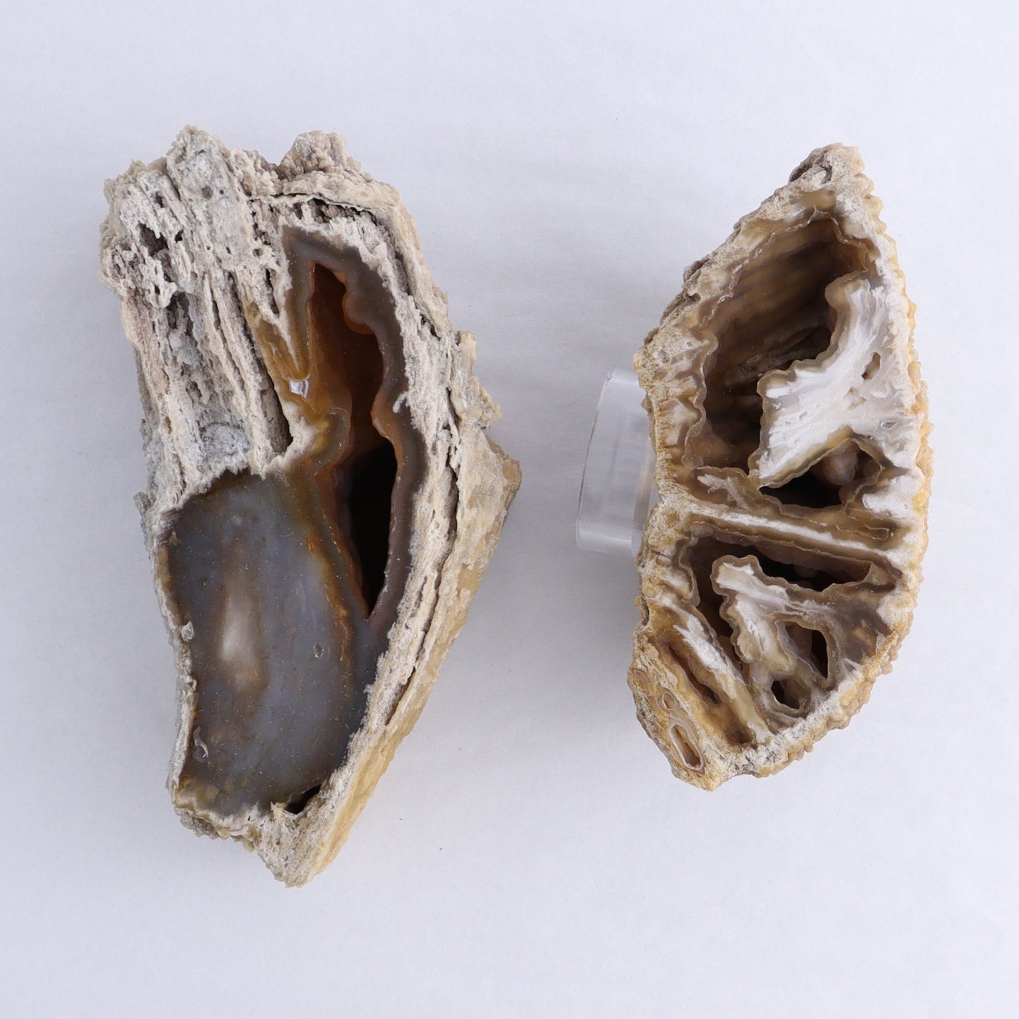 Agatized Coral Flat - Expert Wholesale and Supplier of Wholesale Crystals & Bulk Gemstones, ["Agate","Agatized Coral","Coral","United States"]