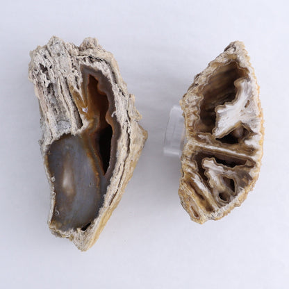 Agatized Coral Flat - Expert Wholesale and Supplier of Wholesale Crystals & Bulk Gemstones, ["Agate","Agatized Coral","Coral","United States"]
