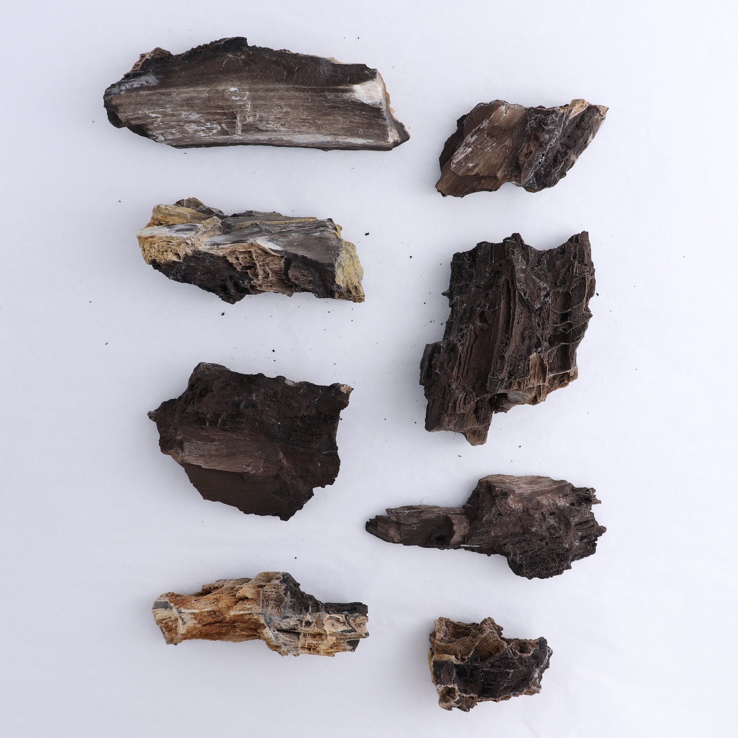Permineralized Wood Flat of 8 - Expert Wholesale and Supplier of Wholesale Crystals & Bulk Gemstones, ["Indonesia","Permineralized Wood"]