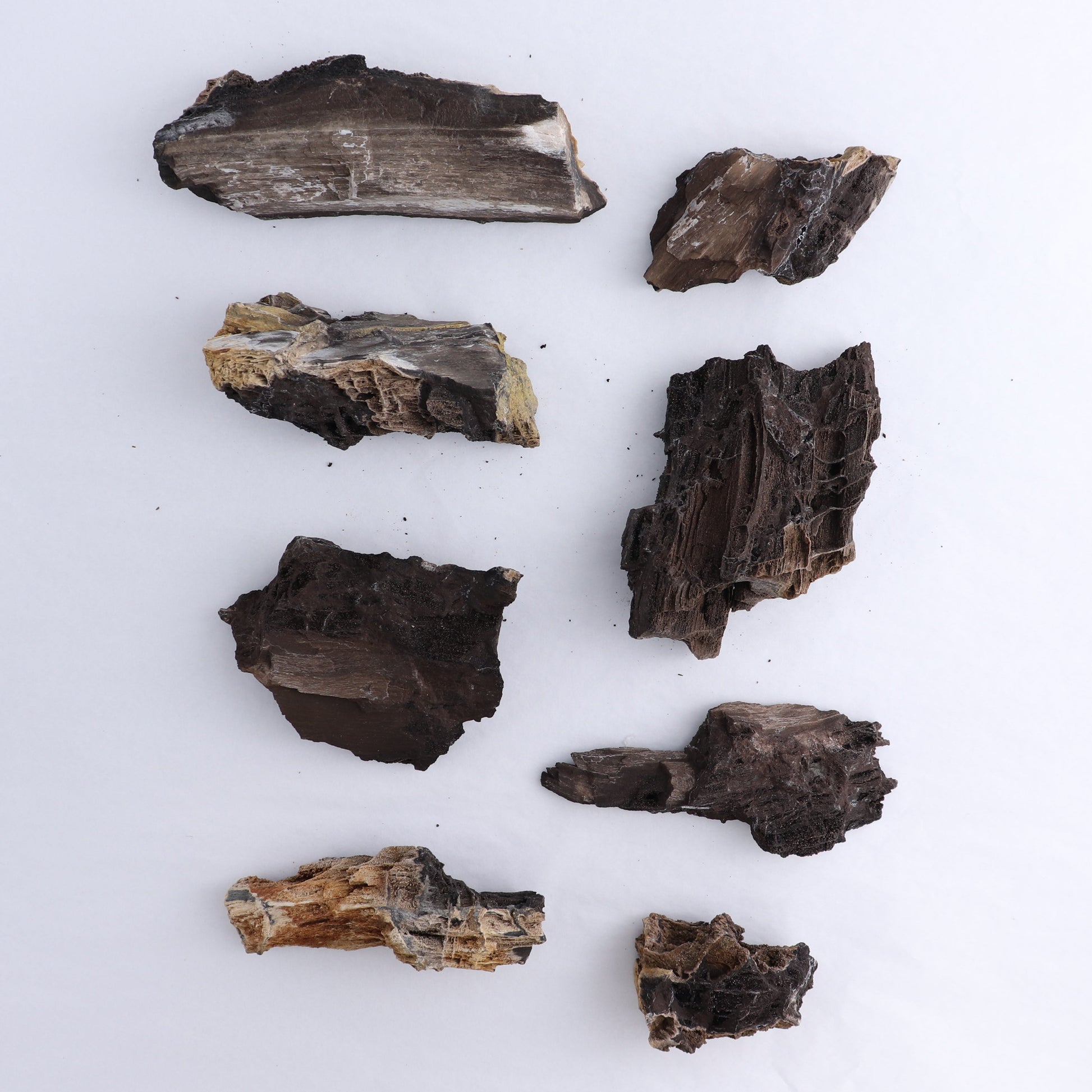 Permineralized Wood Flat of 8 - Expert Wholesale and Supplier of Wholesale Crystals & Bulk Gemstones, ["Indonesia","Permineralized Wood"]