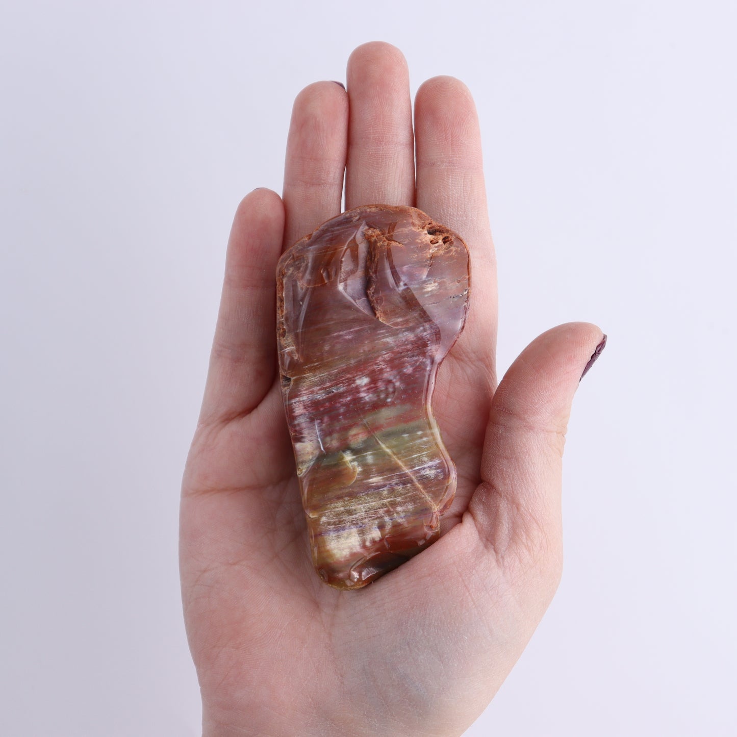 Arizona Petrified Wood Set of 35 - Expert Wholesale and Supplier of Wholesale Crystals & Bulk Gemstones, Arizona Petrified Wood, Freeform, Freeforms, Petrified Wood, United States