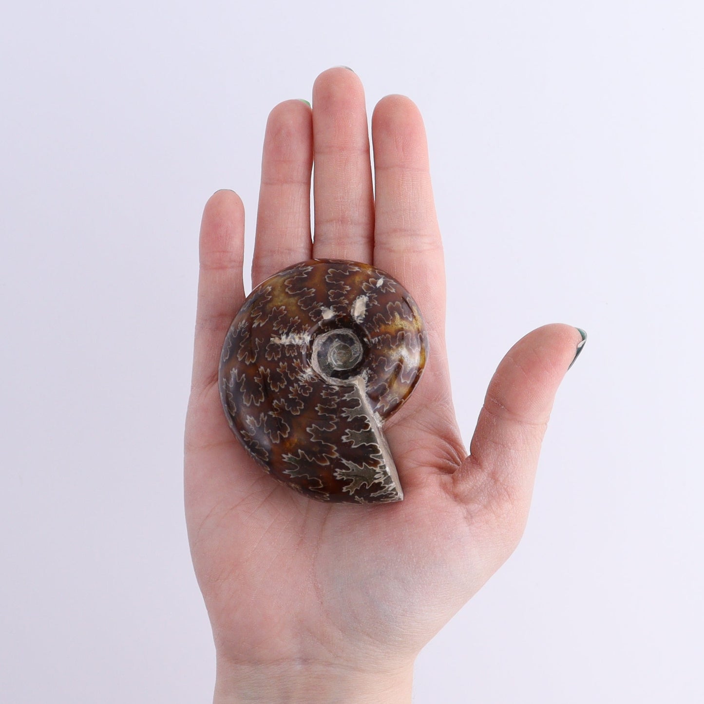 Ammonite Shells Set of 11 - Expert Wholesale and Supplier of Wholesale Crystals & Bulk Gemstones, ["Ammonite","shells"]