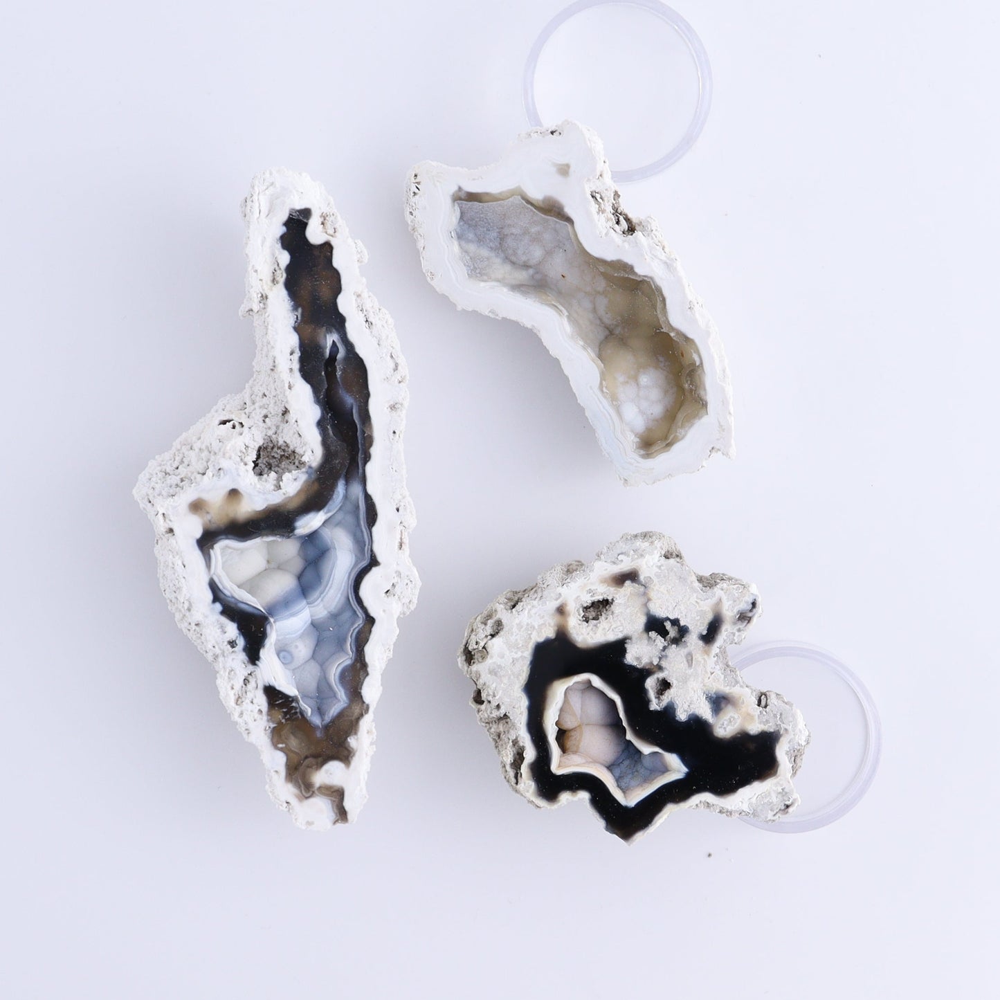 Agatized Coral Flat - Expert Wholesale and Supplier of Wholesale Crystals & Bulk Gemstones, ["Agate","Agatized Coral","Coral","United States"]