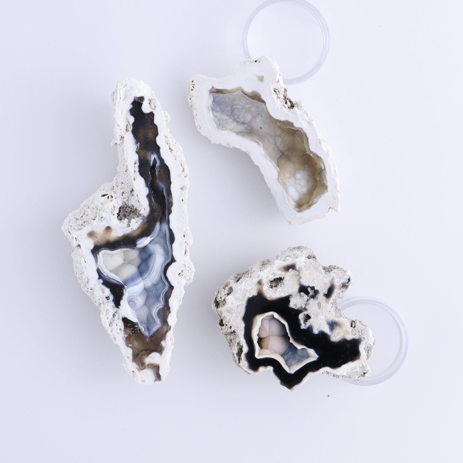 Agatized Coral Flat - Expert Wholesale and Supplier of Wholesale Crystals & Bulk Gemstones, ["Agate","Agatized Coral","Coral","United States"]