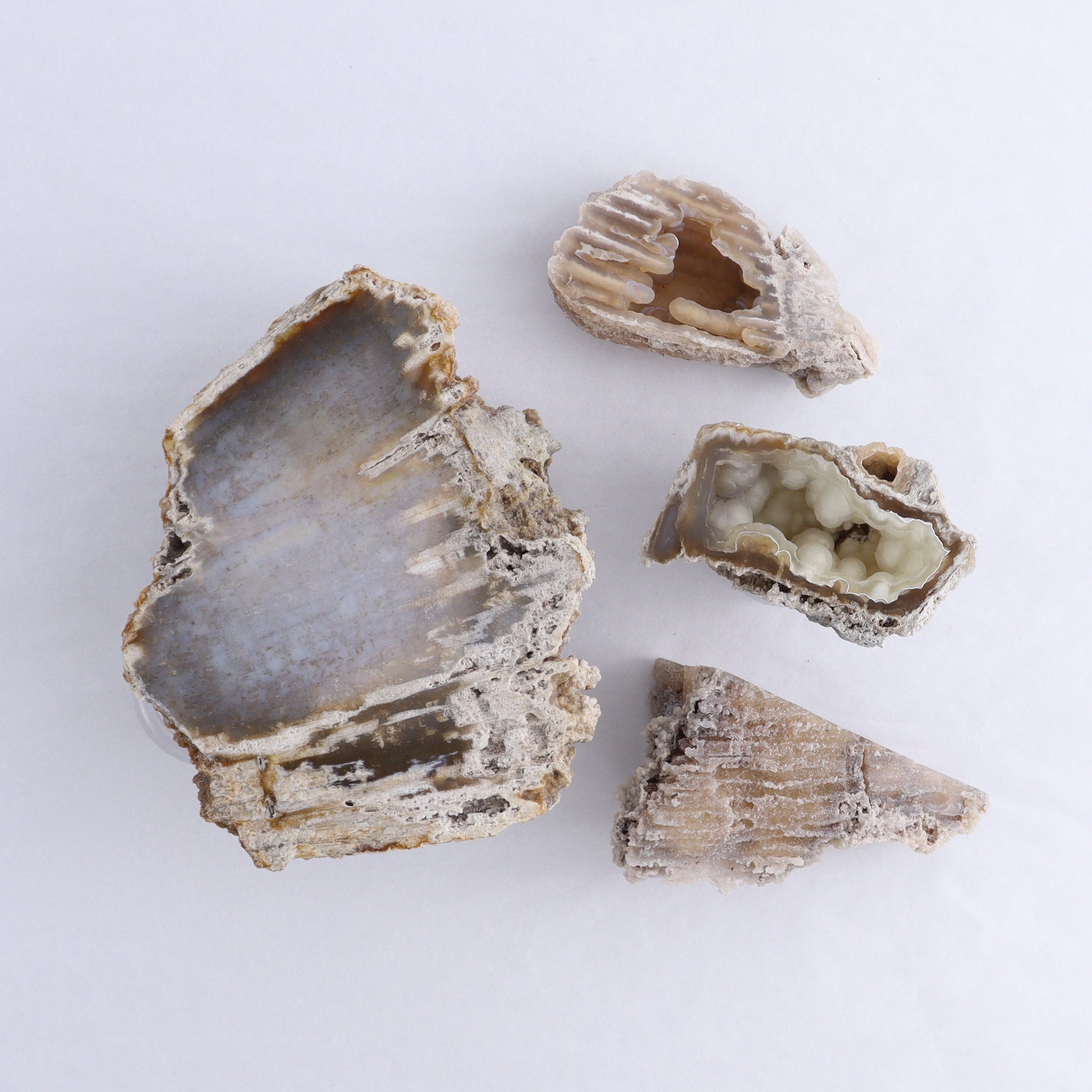 Agatized Coral Flat - Expert Wholesale and Supplier of Wholesale Crystals & Bulk Gemstones, ["Agate","Agatized Coral","Coral","United States"]