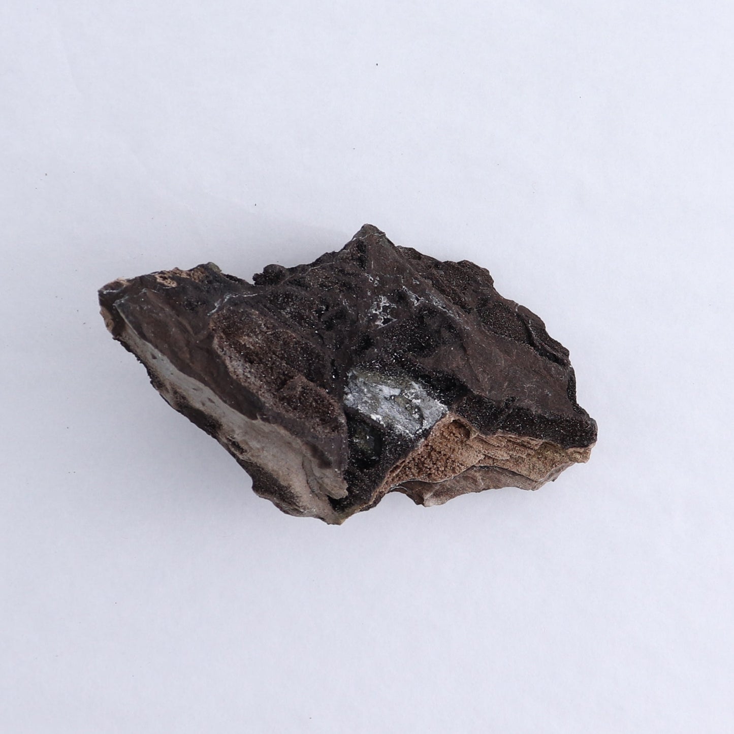 Permineralized Wood Flat of 8 - Expert Wholesale and Supplier of Wholesale Crystals & Bulk Gemstones, ["Indonesia","Permineralized Wood"]
