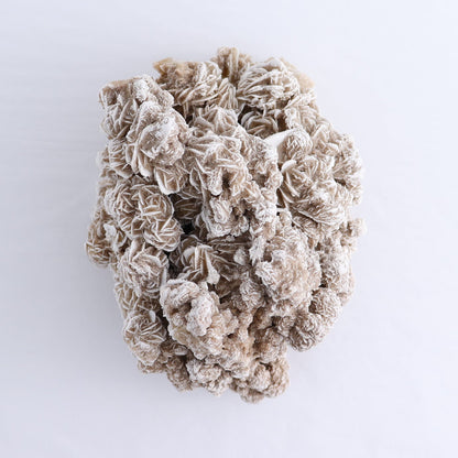 Desert Rose Set of 2