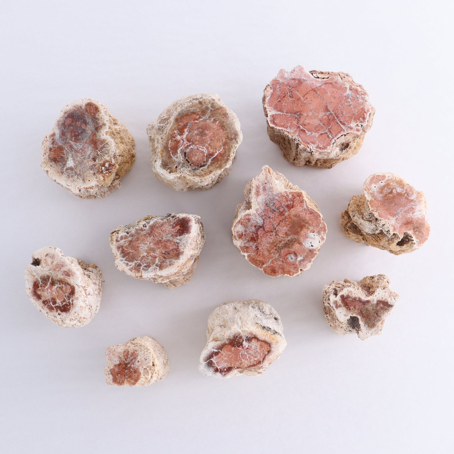 Petrified Wood Cut Bases Set of 10 - Expert Wholesale and Supplier of Wholesale Crystals & Bulk Gemstones, ["Cut Base","Petrified Wood"]