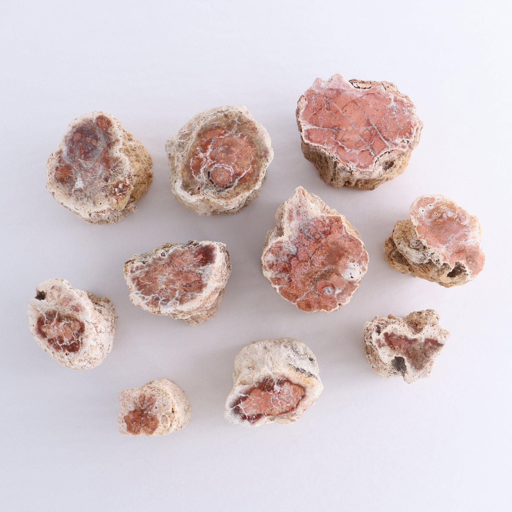 Petrified Wood Cut Bases Set of 10 - Expert Wholesale and Supplier of Wholesale Crystals & Bulk Gemstones, ["Cut Base","Petrified Wood"]
