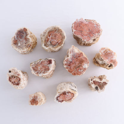 Petrified Wood Cut Bases Set of 10 - Expert Wholesale and Supplier of Wholesale Crystals & Bulk Gemstones, ["Cut Base","Petrified Wood"]