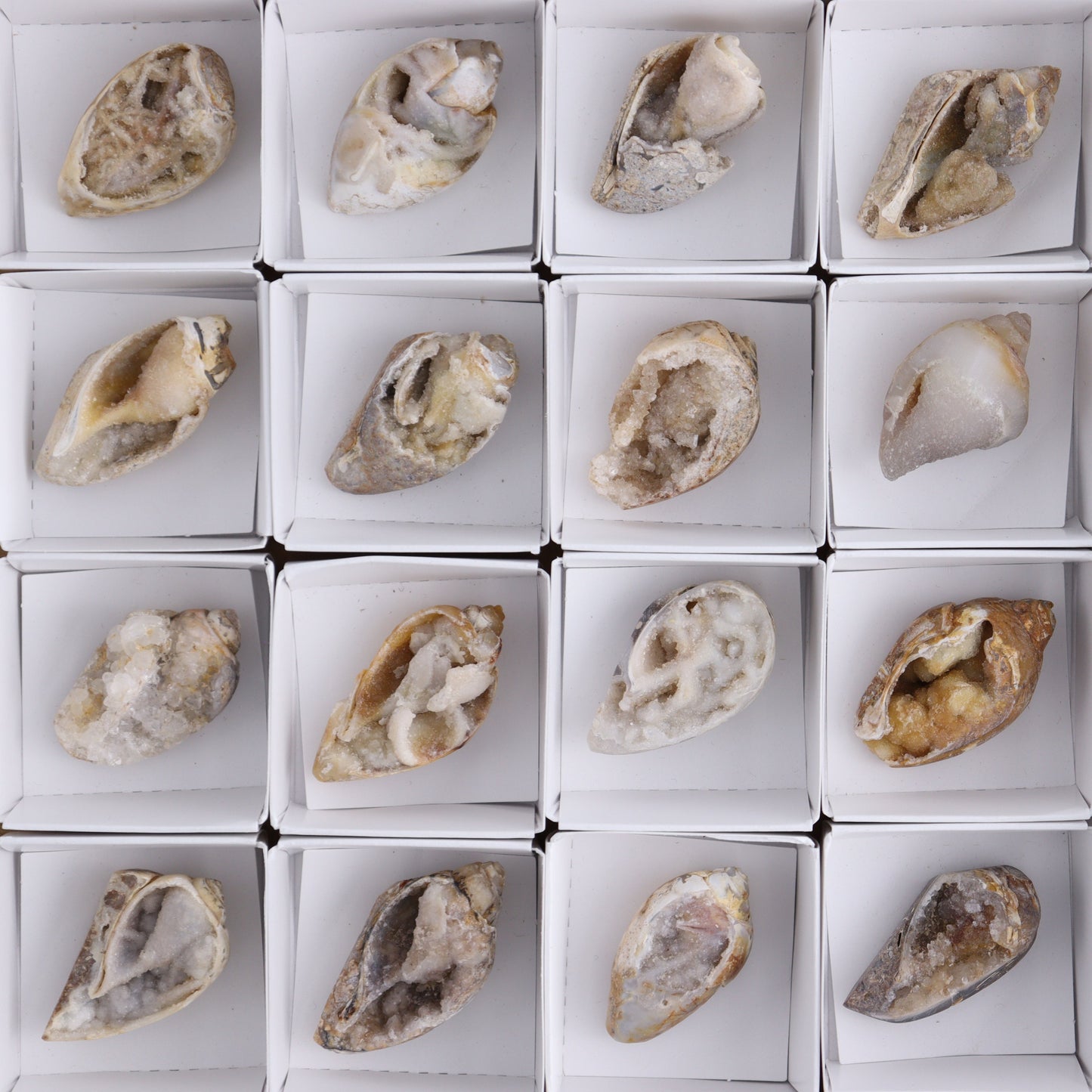 Crystalized Shells Set of 24 - Expert Wholesale and Supplier of Wholesale Crystals & Bulk Gemstones, ["Crystalized Shell","India","shell","shells"]