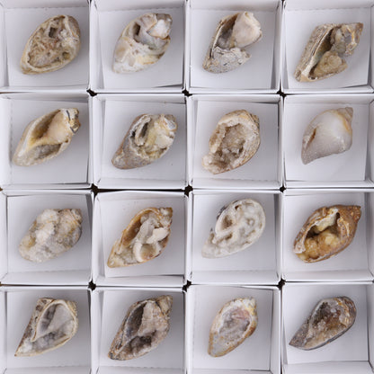 Crystalized Shells Set of 24 - Expert Wholesale and Supplier of Wholesale Crystals & Bulk Gemstones, ["Crystalized Shell","India","shell","shells"]