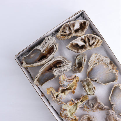 Agatized Coral Flat - Expert Wholesale and Supplier of Wholesale Crystals & Bulk Gemstones, ["Agate","Agatized Coral","Coral","United States"]