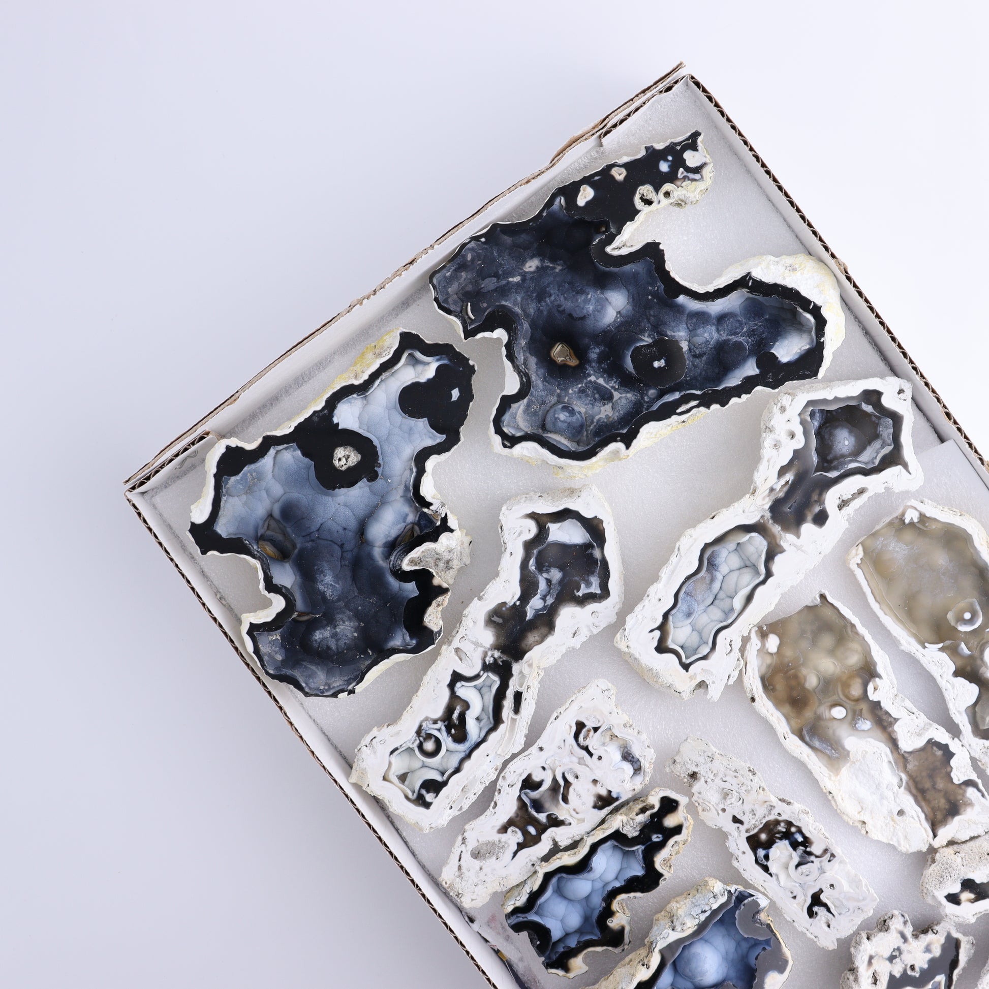 Agatized Coral Flat - Expert Wholesale and Supplier of Wholesale Crystals & Bulk Gemstones, ["Agate","Agatized Coral","Coral","United States"]