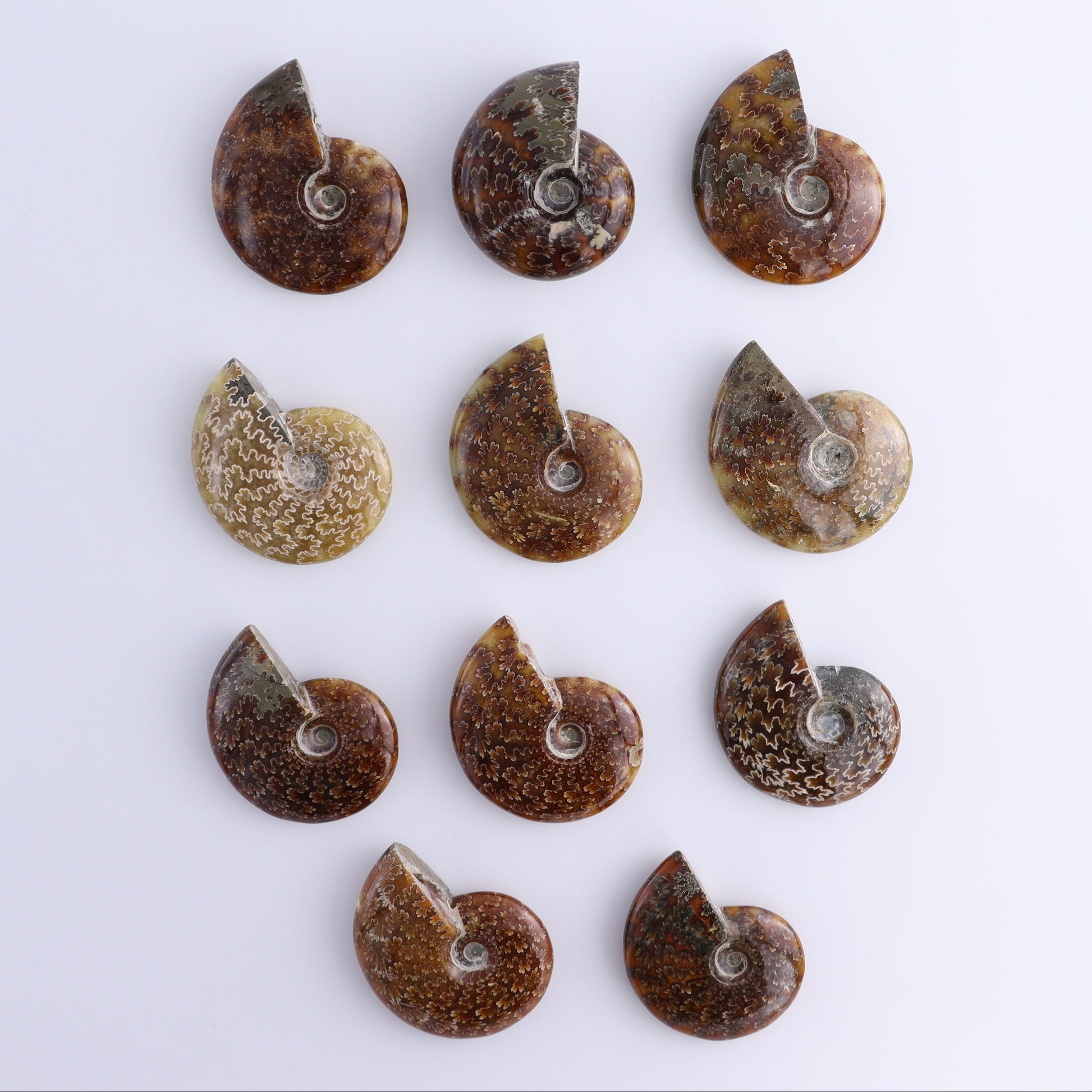 Ammonite Shells Set of 11 - Expert Wholesale and Supplier of Wholesale Crystals & Bulk Gemstones, ["Ammonite","shells"]