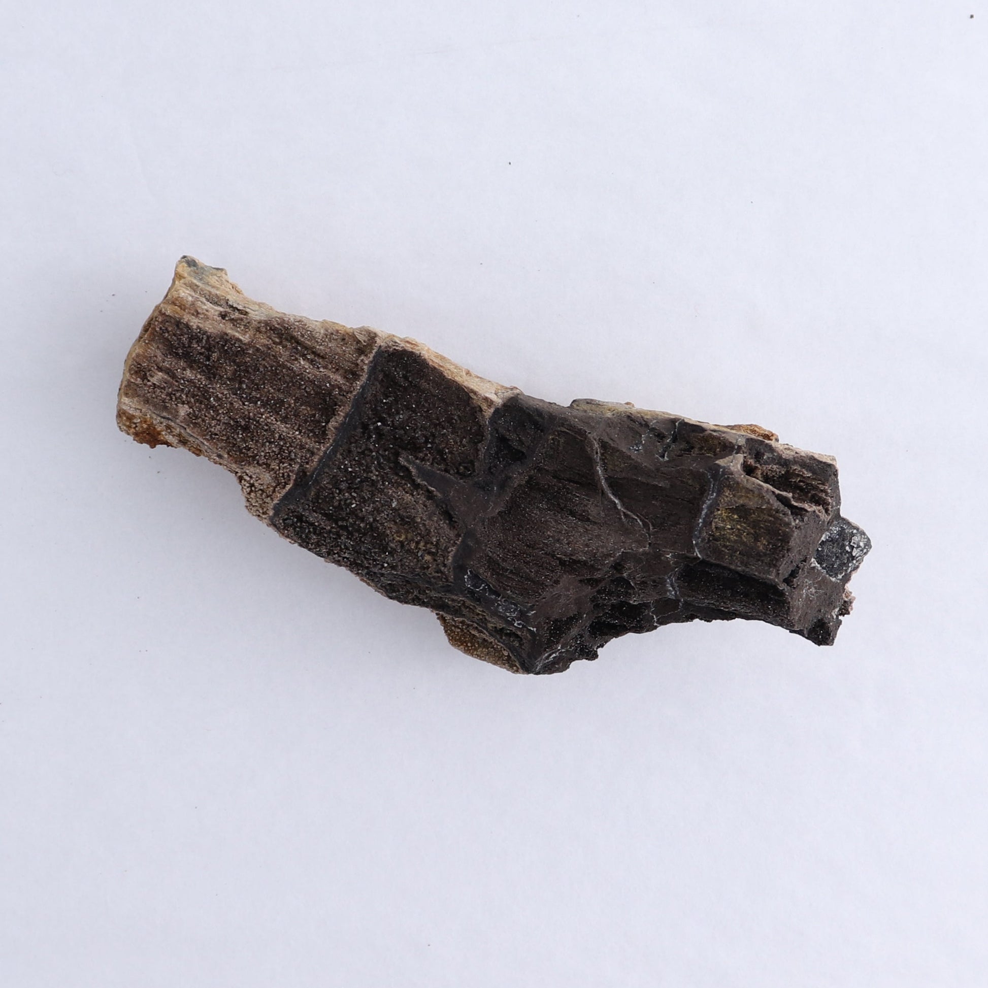 Permineralized Wood Flat of 8 - Expert Wholesale and Supplier of Wholesale Crystals & Bulk Gemstones, ["Indonesia","Permineralized Wood"]
