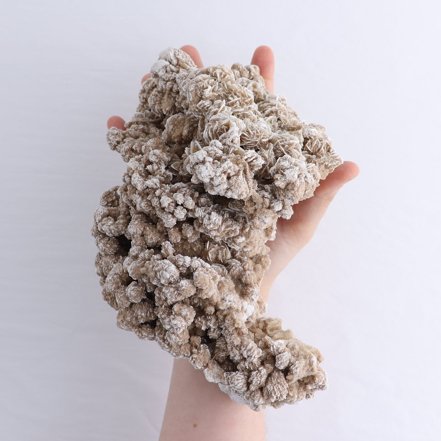 Desert Rose Set of 2