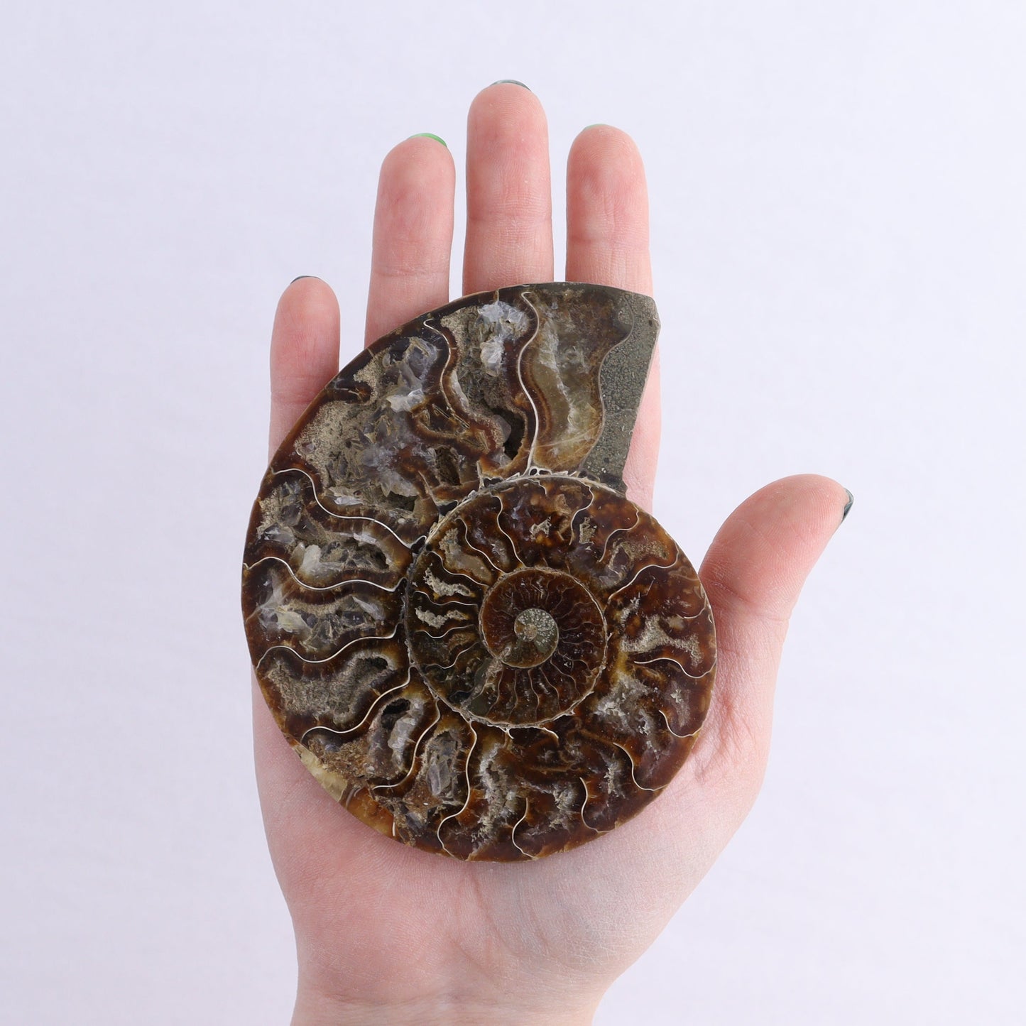 Ammonite Shells Set of 6