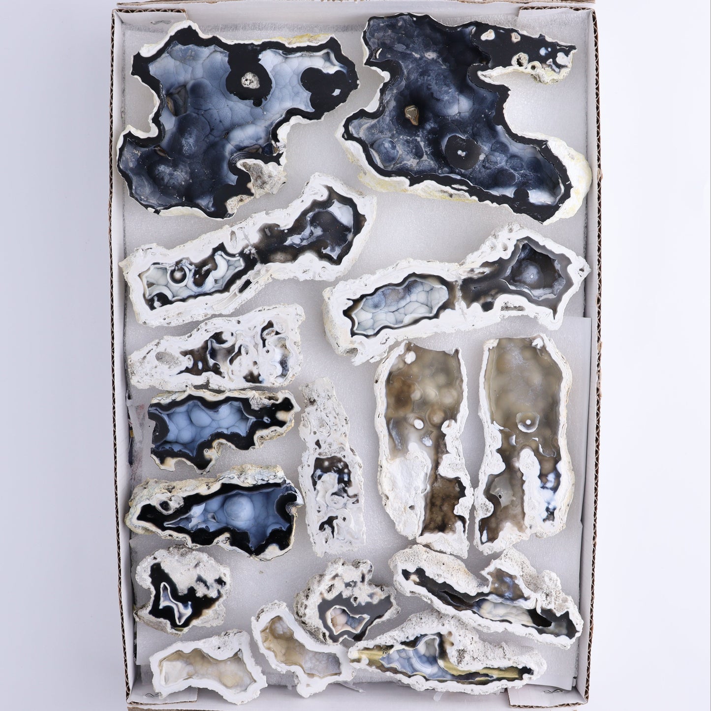 Agatized Coral Flat - Expert Wholesale and Supplier of Wholesale Crystals & Bulk Gemstones, ["Agate","Agatized Coral","Coral","United States"]