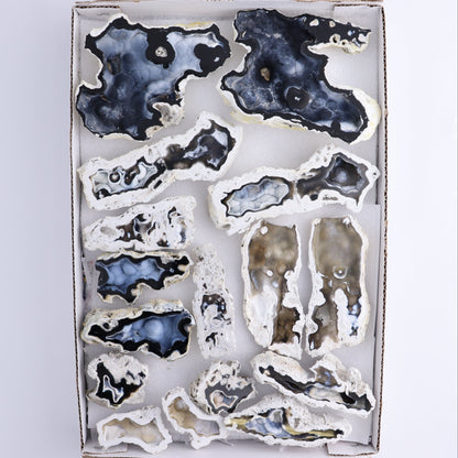 Agatized Coral Flat - Expert Wholesale and Supplier of Wholesale Crystals & Bulk Gemstones, ["Agate","Agatized Coral","Coral","United States"]