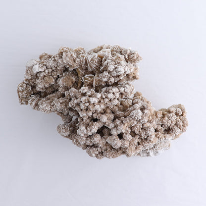 Desert Rose Set of 2