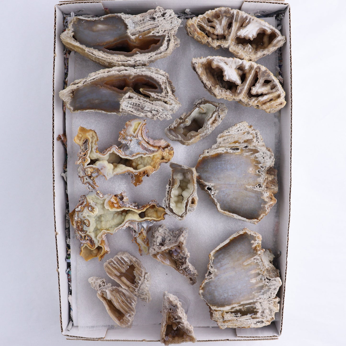 Agatized Coral Flat - Expert Wholesale and Supplier of Wholesale Crystals & Bulk Gemstones, ["Agate","Agatized Coral","Coral","United States"]