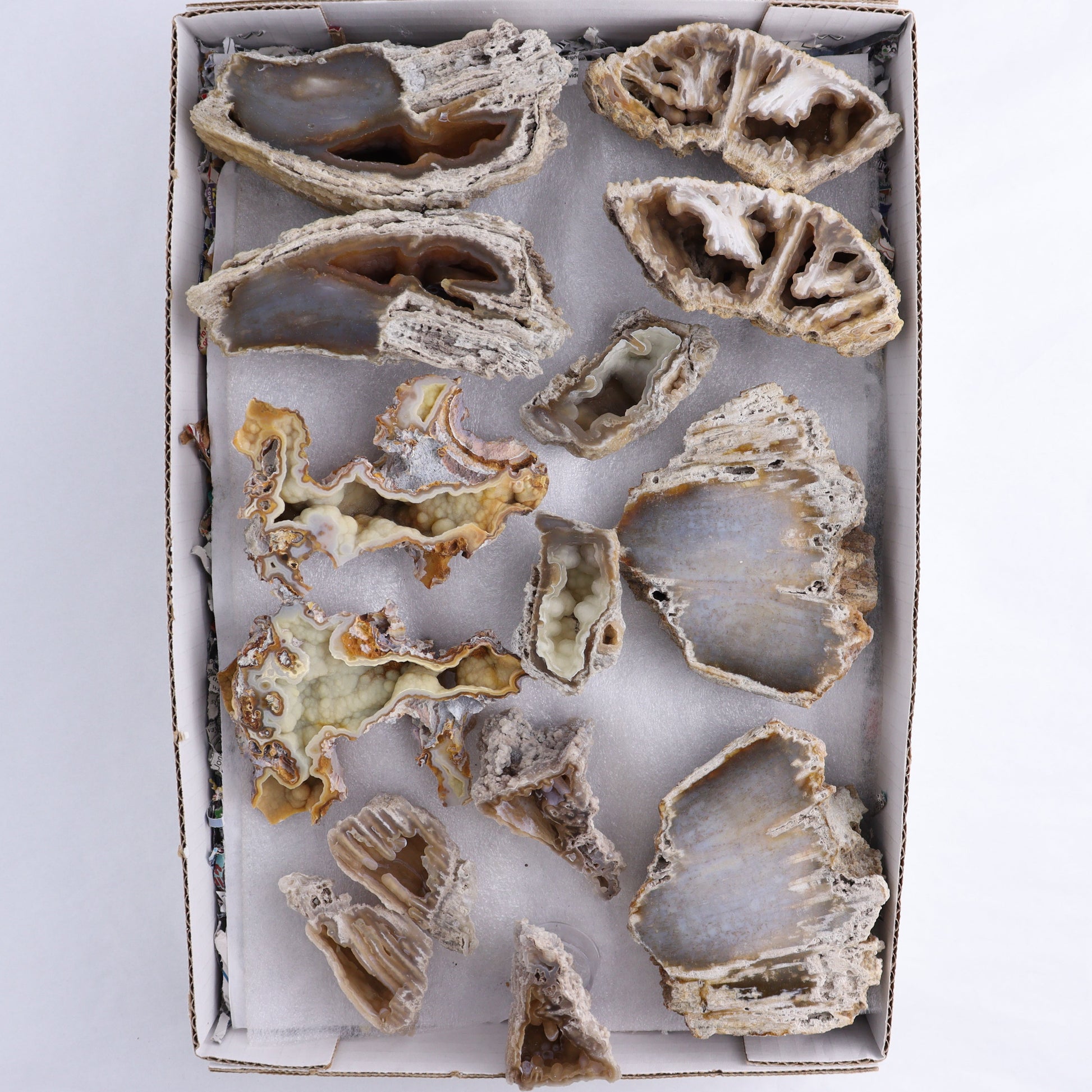 Agatized Coral Flat - Expert Wholesale and Supplier of Wholesale Crystals & Bulk Gemstones, ["Agate","Agatized Coral","Coral","United States"]