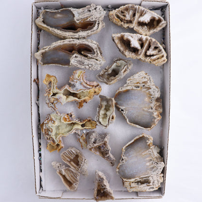 Agatized Coral Flat - Expert Wholesale and Supplier of Wholesale Crystals & Bulk Gemstones, ["Agate","Agatized Coral","Coral","United States"]