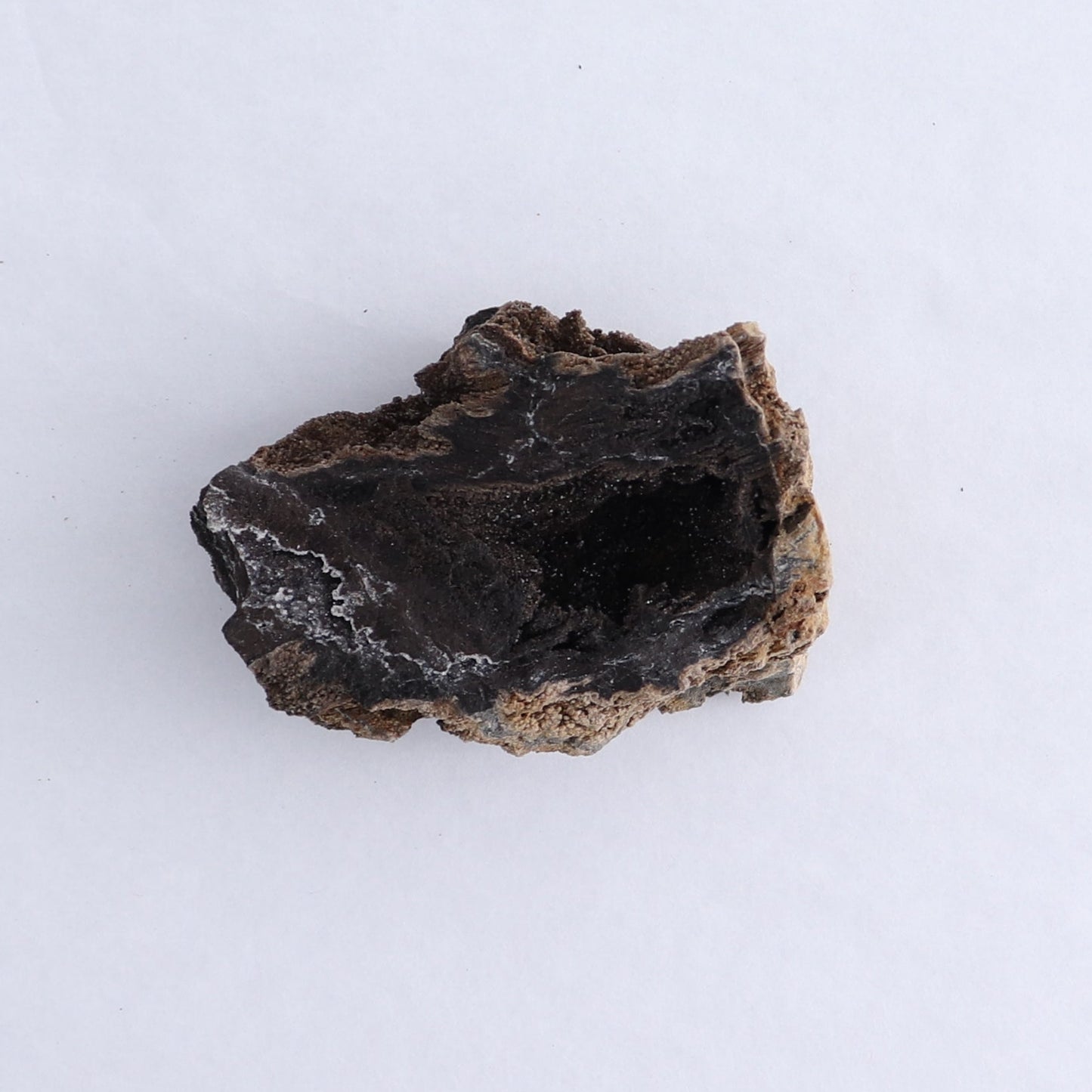 Permineralized Wood Flat of 8 - Expert Wholesale and Supplier of Wholesale Crystals & Bulk Gemstones, ["Indonesia","Permineralized Wood"]