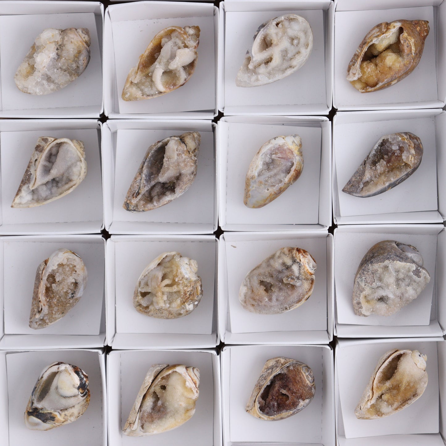 Crystalized Shells Set of 24 - Expert Wholesale and Supplier of Wholesale Crystals & Bulk Gemstones, ["Crystalized Shell","India","shell","shells"]