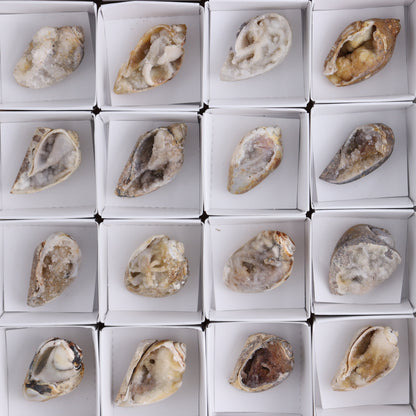 Crystalized Shells Set of 24 - Expert Wholesale and Supplier of Wholesale Crystals & Bulk Gemstones, ["Crystalized Shell","India","shell","shells"]