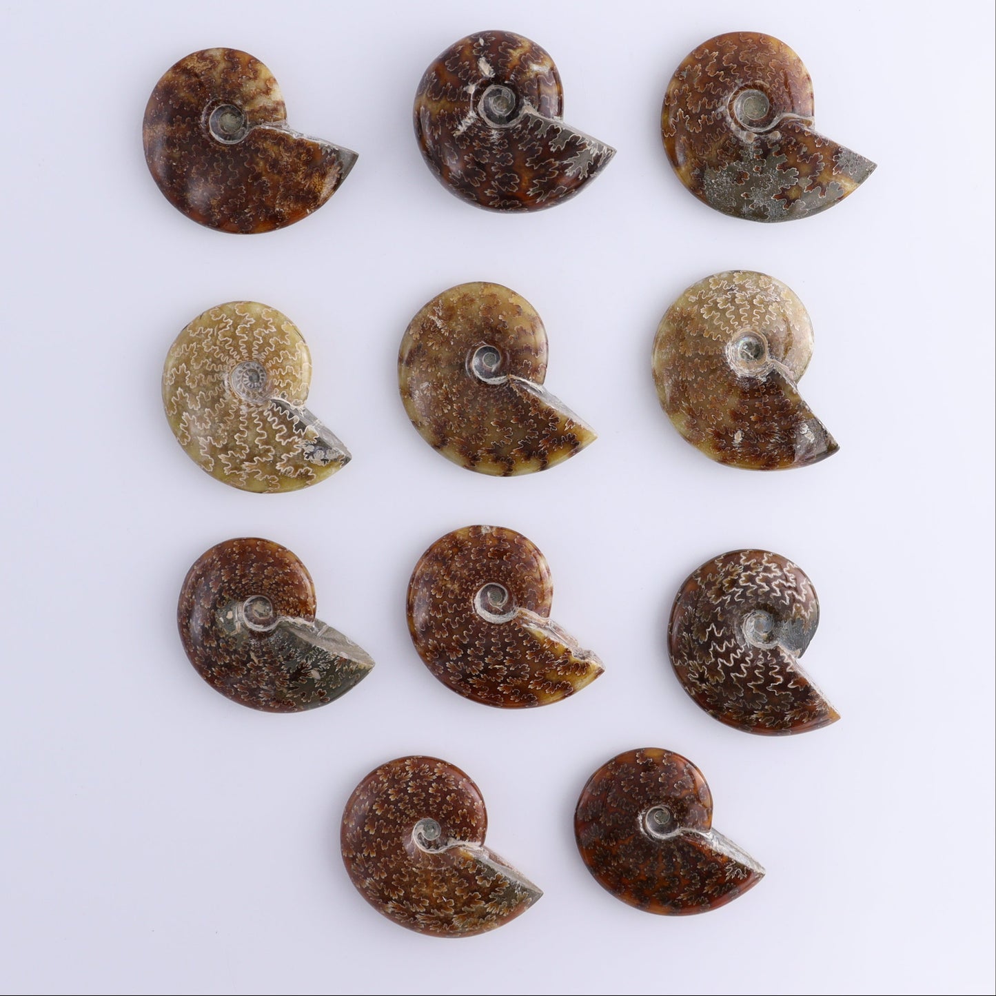 Ammonite Shells Set of 11 - Expert Wholesale and Supplier of Wholesale Crystals & Bulk Gemstones, ["Ammonite","shells"]