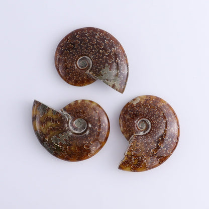 Ammonite Shells Set of 11 - Expert Wholesale and Supplier of Wholesale Crystals & Bulk Gemstones, ["Ammonite","shells"]